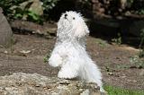 BICHON BOLONAIS 020